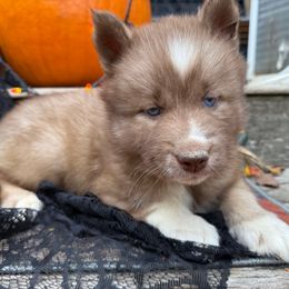 Maize - Red and white female Siberian Husky puppy in Ravena, New York from Osiris’s Siberians & Pomskies