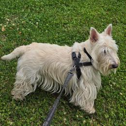 Scottish Terrier puppies from Scotch McLaren Terriers