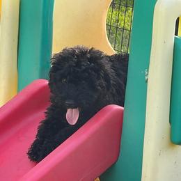 Male Puppy 1 - Black male Puli puppy in Ocala, Florida from Bowmaker Pulik