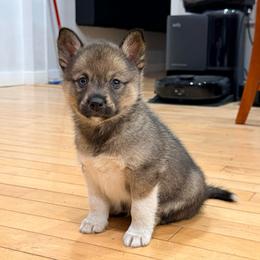 Flora - Wolf sable female Pomsky puppy in Doon, Iowa from Luxury Pomsky