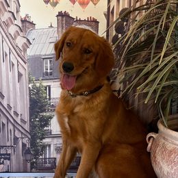 Goldendoodle, Golden Retriever, and Poodle Puppies from Farmstead 51