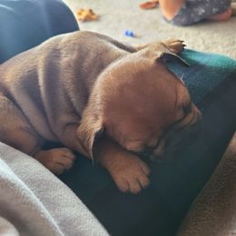 French Bulldog Puppies from Spindle City Frenchies
