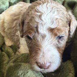 Rocky - Brown and white male Bernedoodle puppy in Larimer County, Colorado from Puppy Love Doodles