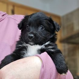 Black - Black female Toy Australian Shepherd puppy in Cedar Creek, Texas from Rowdy Ranch Tx