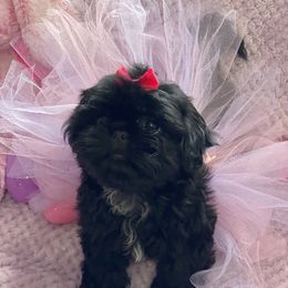 Shih Tzu Puppies from LaDawn’s Little Lions