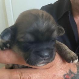 Kane - Brindle male Lhasa Apso puppy in Fort Worth, Texas from Cynthia's Lhasa Apsos