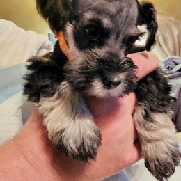 Miniature Schnauzers from Elkhorn Valley Miniature Schnauzers