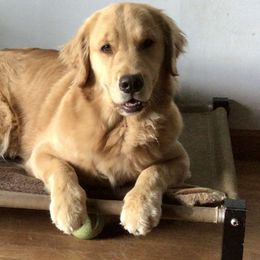 Stella - Golden Retriever