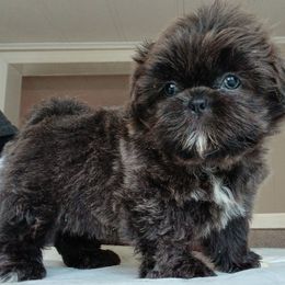 Elsa - Blue female Shih Tzu puppy in Brodnax, Virginia from Kbsshihtzus