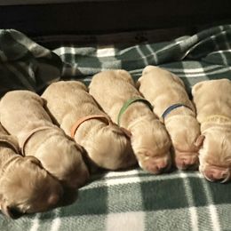 Bernese Mountain Dogs and Golden Retrievers from Raven Rock Puppies