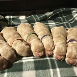 Bernese Mountain Dogs and Golden Retrievers from Raven Rock Puppies