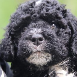 Portuguese Water Dog Puppies from Seawind Portuguese Water Dogs     (We have 2 females avaliable)