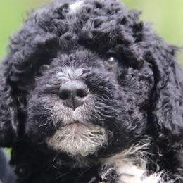 Portuguese Water Dog Puppies from Seawind Portuguese Water Dogs     (We have 2 females avaliable)