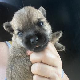 Kneesaa - Gray female Cairn Terrier puppy in Bigfork, Minnesota from Dachshunds Up North