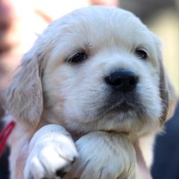 Miss Red - Light golden female Golden Retriever puppy in Hayward, California from East Bay Golden Retrievers