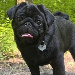 Tarik - Pug