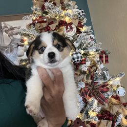 Boy 2 - Black and tan male Pembroke Welsh Corgi puppy in Chino Valley, Arizona from Blecker Kennel