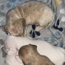 Dachshunds from Maready Dachshunds