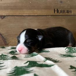 Hurrah - Black tri-color male Australian Shepherd puppy in Kearney, Nebraska from Helix Aussies