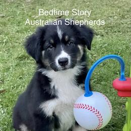 Australian Shepherd Puppies from Lil Klimuk's Australian Shepherds