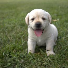 Miss Pink - Yellow female Labrador Retriever puppy in Morrill, Kansas from Grimm Girls Farm