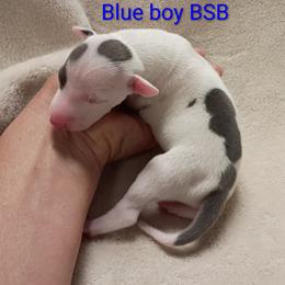 BSB - Blue male Italian Greyhound puppy in Babson Park, Florida from Quality Italian Greyhounds