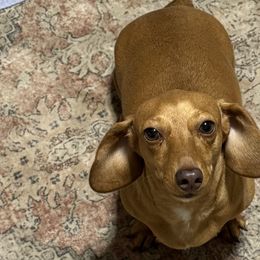 Dachshunds from 4 Moore Ranch