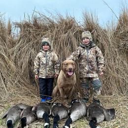 Chesapeake Bay Retriever puppies from Soap Stone Ridge