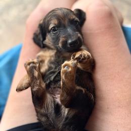 Teddy - Brindle male Dachshund puppy in West Cleo, Oklahoma from 4L Doxies