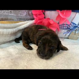 Dachshund puppies from L&B Lowriders