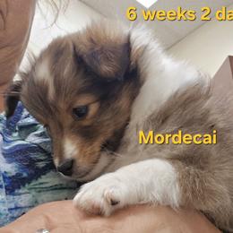 TINY Little Mordecai - Sable and white male Shetland Sheepdog puppy in Houston, Texas from LaLa's Lilliputian Lassies