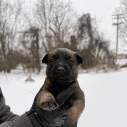 Belgian Malinois and German Shepherd Puppies from Abenteurer German Shepherds & Belgian Malinois
