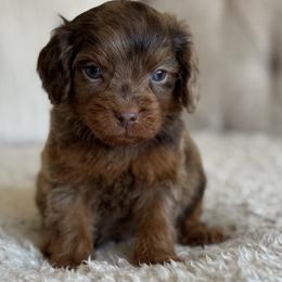 Token (merle) - Chocolate male Cavapoo puppy in Beckley, West Virginia from By Design Doodles