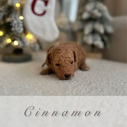 Cinnamon - Apricot male Poodle puppy in Charlotte, North Carolina from Bruno & Co. Puppies