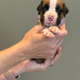 Archie - Fawn male Boxer puppy in Medical Lake, Washington from Box and Bully Estates: Boxers and Old English Bulldogs