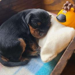 Huffkin - Black and tan male Cavalier King Charles Spaniel puppy in Winthrop, New York from McMahon's Cavalier King Charles Spaniels