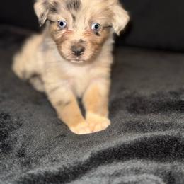 Girl 1 - Blue merle Australian Shepherd puppy in Paint Rock, Alabama from Kotah’s Kennels