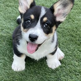Akita, American Corgi, Cardigan Welsh Corgi, and Great Pyrenees Puppies from WeVolution Off-Grid