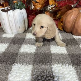 Max - Cream male Dachshund puppy in Council Hill, Oklahoma from Rocky Springs Ranch