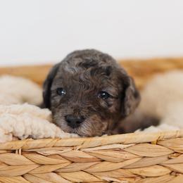 Casanova - Merle male Goldendoodle puppy in Pleasant Grove, Utah from Canterbury Canines