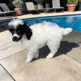 Charlotte - Parti female Poodle puppy in Gainesville, Florida from Pet Inn Xxweetdoodles