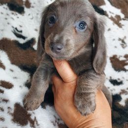 ASHER - Blue and cream female Dachshund puppy in Swink, Oklahoma from Palali Farm