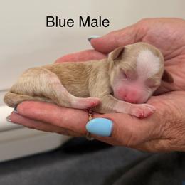 Blue Male - Red  male Goldendoodle puppy in Springville, Utah from JW Doodles