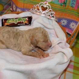 Milky Way - Cream Goldendoodle puppy in Iowa from Nation Goldendoodles