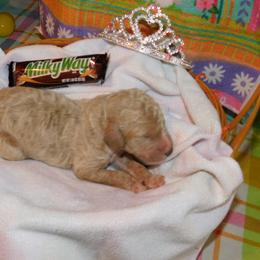 Milky Way - Cream Goldendoodle puppy in Iowa from Nation Goldendoodles