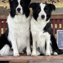 Border Collies from Embrace Border Collies