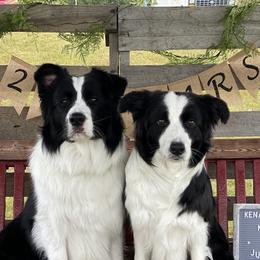 Border Collies from Embrace Border Collies