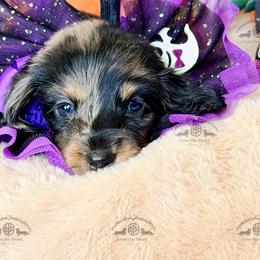 Miss. Purple-4200 - Dapple female Dachshund puppy in Sparr, Florida from From the Heart Doxies