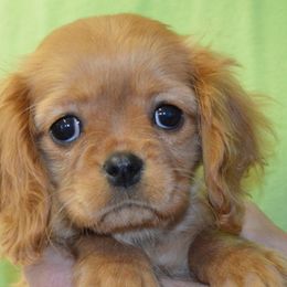 Daisy - Cavalier King Charles Spaniel puppy from Mid Lake Cavaliers