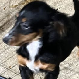 Billie - Dachshund